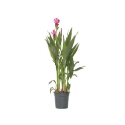 Curcuma Alismatifolia Siam Supreme - Tropisch - Pot 19cm - Hoogte 80-100cm