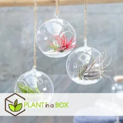 Tillandsia - Mix Van 3 - Luchtplantjes - Makkelijke Verzorging - Hoogte 5-15cm -Exporteren Tuin Verge Winkel 1000094310 0104