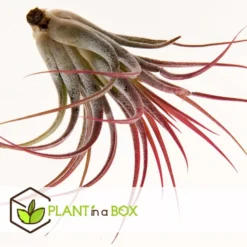 Tillandsia - Mix Van 5 - Luchtplantjes - Makkelijke Verzorging - Hoogte 5-15cm -Exporteren Tuin Verge Winkel 1000094313 0103