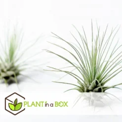Tillandsia - Mix Van 5 - Luchtplantjes - Makkelijke Verzorging - Hoogte 5-15cm -Exporteren Tuin Verge Winkel 1000094313 0104
