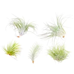 Tillandsia - Mix Van 5 - Luchtplantjes - Makkelijke Verzorging - Hoogte 5-15cm