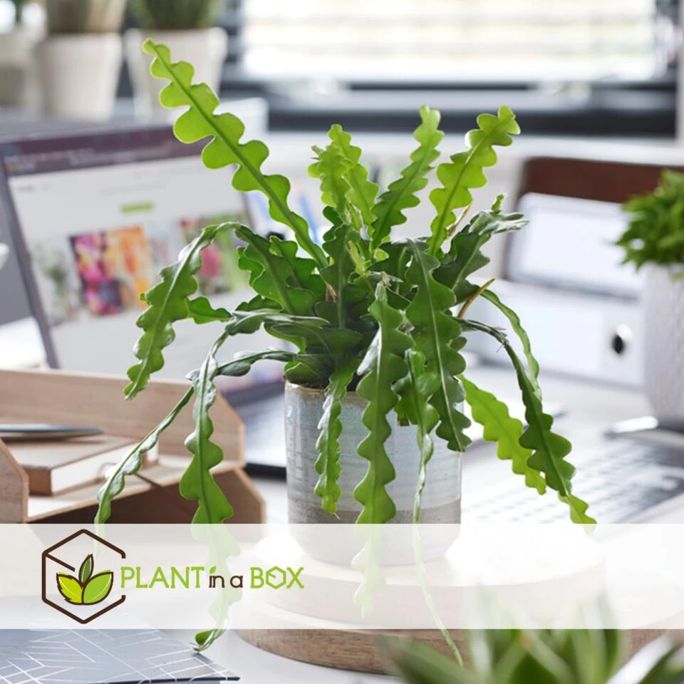 Epiphyllum Anguliger - Zaagcactus - Succulent - Pot 15cm - Hoogte 30-40cm 2 Epiphyllum Anguliger - Zaagcactus - Succulent - Pot 15cm - Hoogte 30-40cm - Afbeelding 2