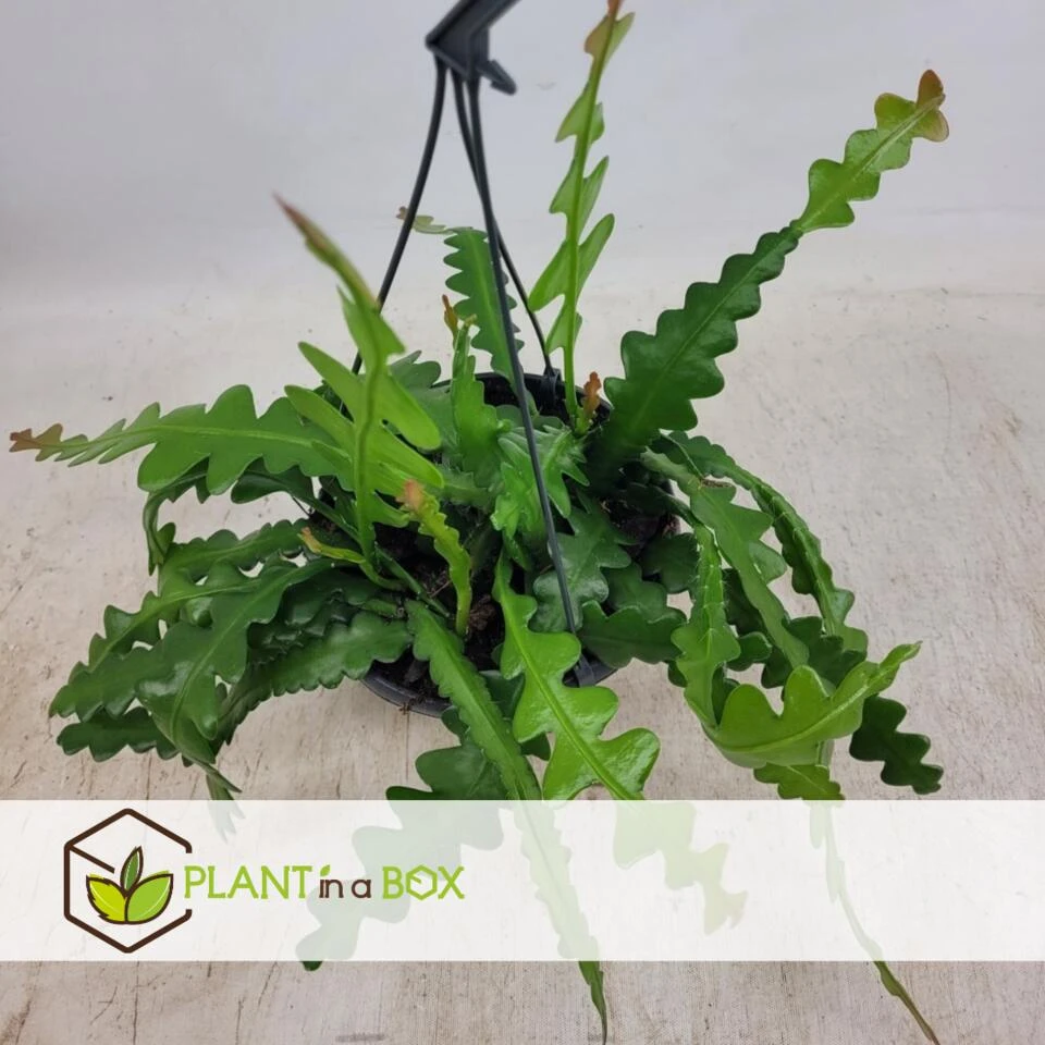 Epiphyllum Anguliger - Zaagcactus - Succulent - Pot 15cm - Hoogte 30-40cm 3 Epiphyllum Anguliger - Zaagcactus - Succulent - Pot 15cm - Hoogte 30-40cm - Afbeelding 3