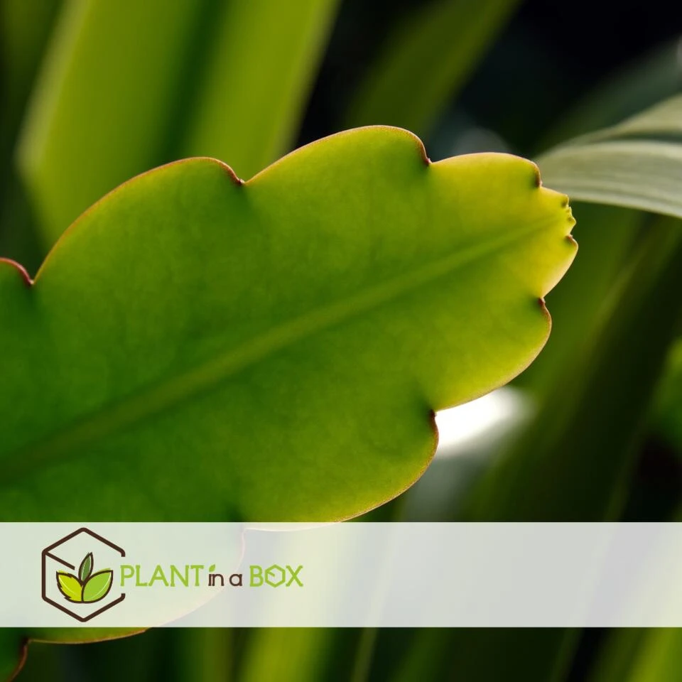 Epiphyllum Anguliger - Zaagcactus - Succulent - Pot 15cm - Hoogte 30-40cm 4 Epiphyllum Anguliger - Zaagcactus - Succulent - Pot 15cm - Hoogte 30-40cm - Afbeelding 4