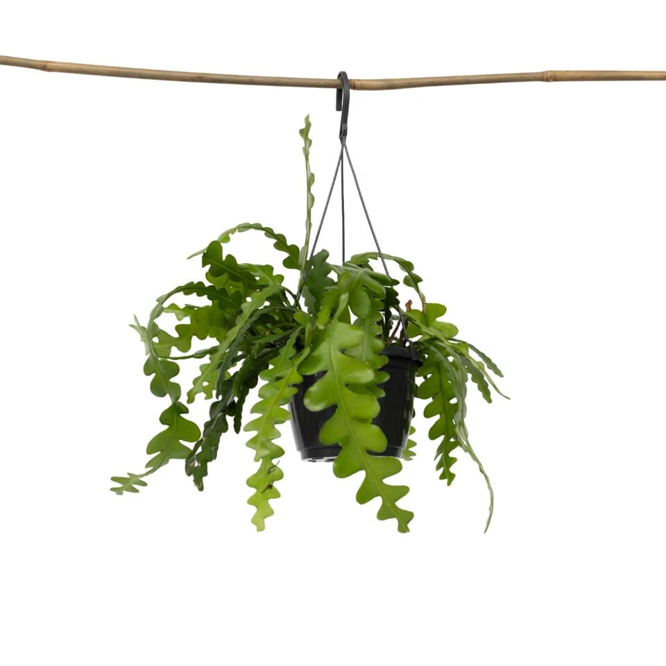 Epiphyllum Anguliger - Zaagcactus - Succulent - Pot 15cm - Hoogte 30-40cm 1 Epiphyllum Anguliger - Zaagcactus - Succulent - Pot 15cm - Hoogte 30-40cm