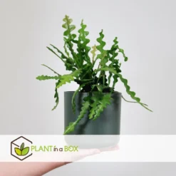 Epiphyllum Anguliger - Set Van 2 - Zaagcactus - Pot 15cm - Hoogte 30-40cm -Exporteren Tuin Verge Winkel 1000095464 0103