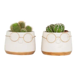 2x Succulenten Mix In Pot – Succulenten – ⌀8,5cm - ↕15-20 Cm