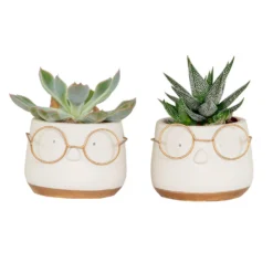 2x Succulenten Mix In Pot – Succulenten – ⌀06 Cm - ↕10-15 Cm