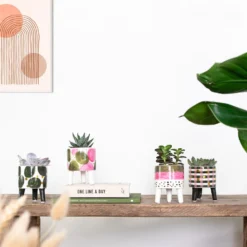 4x Succulenten Mix Pot – Succulenten – ⌀6 Cm - ↕10-15 Cm -Exporteren Tuin Verge Winkel 1000095894 0103