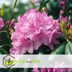 Rhododendron - Mix Van 3 - Paars,wit,roze - Tuin - Pot 9cm - Hoogte 25-40cm -Exporteren Tuin Verge Winkel 1000096001 0103