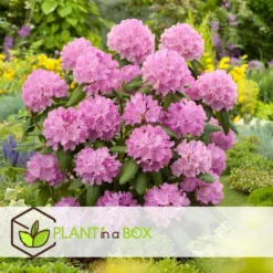 Rhododendron - Mix Van 3 - Paars,wit,roze - Tuin - Pot 9cm - Hoogte 25-40cm -Exporteren Tuin Verge Winkel 1000096001 0104