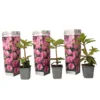 Rhododendron - Mix Van 3 - Paars,wit,roze - Tuin - Pot 9cm - Hoogte 25-40cm