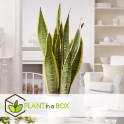 Sansevieria Laurentii - Makkelijke Kamerplant - Pot 14cm - Hoogte 40-50cm -Exporteren Tuin Verge Winkel 1000096281 0103