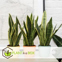 Sansevieria Laurentii - Makkelijke Kamerplant - Pot 14cm - Hoogte 40-50cm -Exporteren Tuin Verge Winkel 1000096281 0104