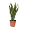 Sansevieria Laurentii - Makkelijke Kamerplant - Pot 14cm - Hoogte 40-50cm