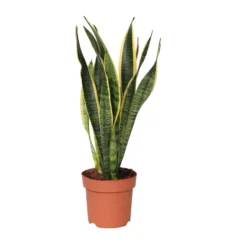 Sansevieria Laurentii - Makkelijke Kamerplant - Pot 14cm - Hoogte 40-50cm