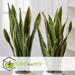 Sansevieria Laurentii - Vrouwentong - Pot 17cm - Hoogte 60-70cm -Exporteren Tuin Verge Winkel 1000096282 0104