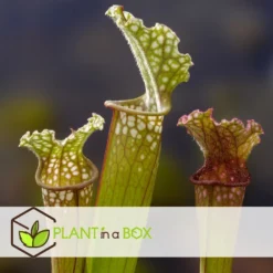 Sarracenia Purpurea - Vleesetende Plant - Set Van 3 - Pot 5,5cm - Hoogte 10-15cm -Exporteren Tuin Verge Winkel 1000097174 0103