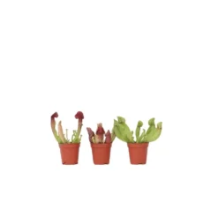 Sarracenia Purpurea - Vleesetende Plant - Set Van 3 - Pot 5,5cm - Hoogte 10-15cm