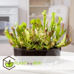 Sarracenia Purpurea - Vleesetende Plant - Set Van 6 - Pot 5,5cm - Hoogte 10-15cm -Exporteren Tuin Verge Winkel 1000097175 0104