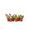 Sarracenia Purpurea - Vleesetende Plant - Set Van 6 - Pot 5,5cm - Hoogte 10-15cm