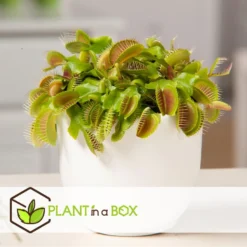 Dionaea Muscipula - Venus Vliegenvanger - Set Van 3 - Pot 5,5cm - Hoogte 5-10cm -Exporteren Tuin Verge Winkel 1000098812 0103