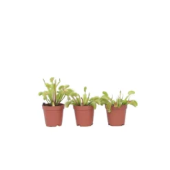 Dionaea Muscipula - Venus Vliegenvanger - Set Van 3 - Pot 5,5cm - Hoogte 5-10cm