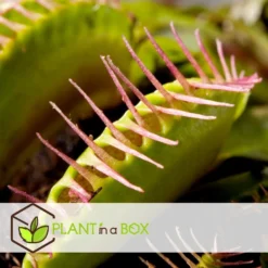 Dionaea Muscipula - Venus Vliegenvanger - Set Van 6 - Pot 5,5cm - Hoogte 5-10cm -Exporteren Tuin Verge Winkel 1000098813 0104