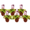 Dionaea Muscipula - Venus Vliegenvanger - Set Van 6 - Pot 5,5cm - Hoogte 5-10cm