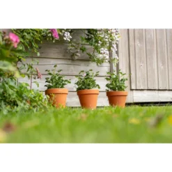 3x Pelargonium Isko Cola - Cola Geranium - Geurend ⌀14 Cm - ↕20-25 Cm -Exporteren Tuin Verge Winkel 1000098992 0102