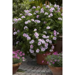 3x Pelargonium Isko Cola - Cola Geranium - Geurend ⌀14 Cm - ↕20-25 Cm -Exporteren Tuin Verge Winkel 1000098992 0103