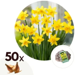 Narcissus Tête-à-Tête X50 - Narcisbollen - Meerjarige Winterharde Bloembollen