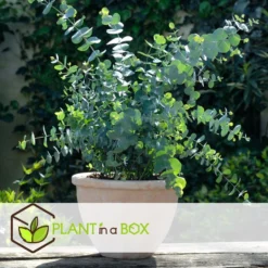 Eucalyptus Pulverulenta 'Baby Blue' - Set Van 4 - Pot 13cm - Hoogte 25-40cm -Exporteren Tuin Verge Winkel 1000099130 0103