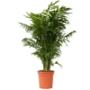Mexicaanse Dwergpalm - Compact Groeiende Groene Palm - Pot 20cm - Hoogte 80-90cm