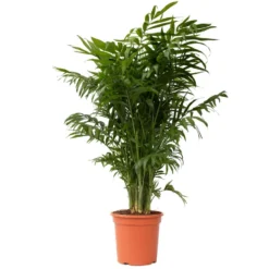 Mexicaanse Dwergpalm - Compact Groeiende Groene Palm - Pot 20cm - Hoogte 80-90cm