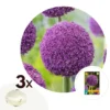 Plant In A Box - Allium Ambassador - Bloembollen X3 - Paarse Bollen - Hoog