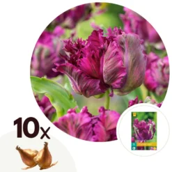 Tulipa Parrot Negrita - Bloembollen X10 - Tulp - Donkerpaars