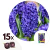 Hyacinthus Blue Trophy - 15x Winterharde Bloembollen Hyacinten - Vroegbloeiend
