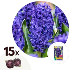 Hyacinthus Blue Trophy - 15x Winterharde Bloembollen Hyacinten - Vroegbloeiend