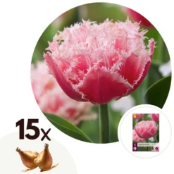 Tulipa Queensland - Bloem Bollen X15 - Tulp - Roze Wit