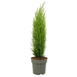 Cupressus Sempervirens - Toscaanse Cipres - Pot 19cm - Hoogte 70-80cm