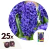 Hyacinthus Blue Trophy - 25x Winterharde Bloembollen Hyacinten - Vroegbloeiend
