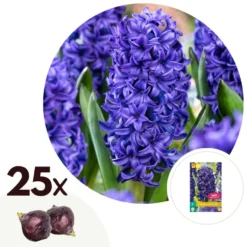 Hyacinthus Blue Trophy - 25x Winterharde Bloembollen Hyacinten - Vroegbloeiend