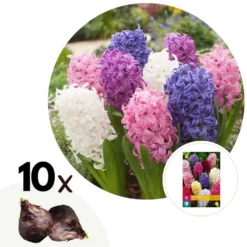 Hyacinthus Mix X10 - Hyacint - Winterharde Bloembollen