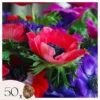 Anemone De Caen Mix X50 - Bloembollen Winterhard - Tuin, Pot Of Balkon