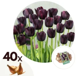 Tulipa Queen Of The Night X40 - Zwarte Tulp - Bloembollen - Winterhard