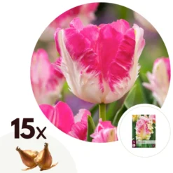 Tulipa Cabanna - 15x Tulpenbollen - Roze / Wit