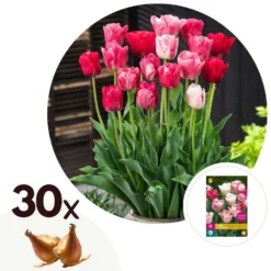 Tulipa Hemisphere - Bloembollen X30 - Tulp - Roze / Wit / Rood