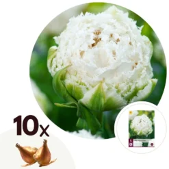 Tulipa Snow Crystal - Bloembollen X10 - Tulp - Wit