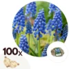 Muscari Armeniacum - 100x Hyacinthbollen - Bloembollen- Blauw Druifje